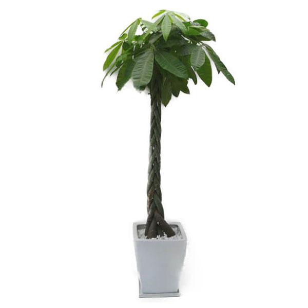 ylzsz ϗtA pL ANAeBJ  170cm 10 픫 p 唫 Mt