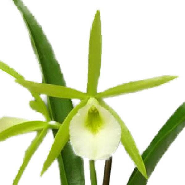 yԂȂz vJ^{ EHibgoCCX^[Y  z F 3 25cm JԃTCY(BS)