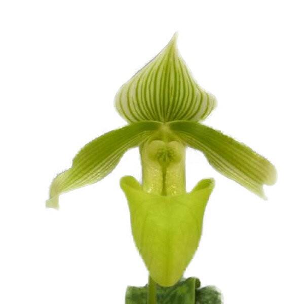 yԂȂz ptBIyfB J[eBV[ Tf[ Paph.curtisii var. sanderae (eRay' x self)  3 25cm JԃTCY(BS)