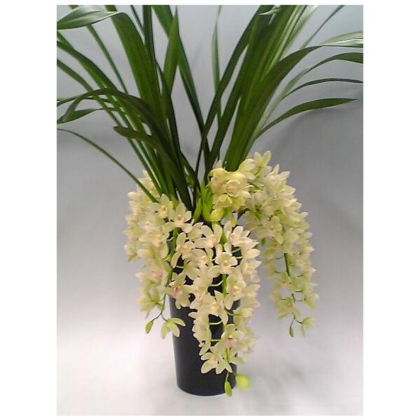 シンビジューム 生花の人気商品 通販 価格比較 価格 Com