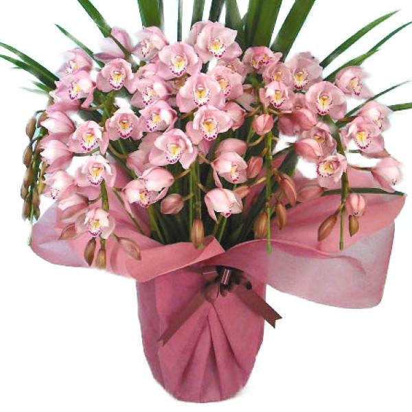 【特選】　シンビジューム　苺の雫　アーチ 7寸6本立ち シンビジューム ピンク アーチ 6本立ち ラッピング付 耐寒性