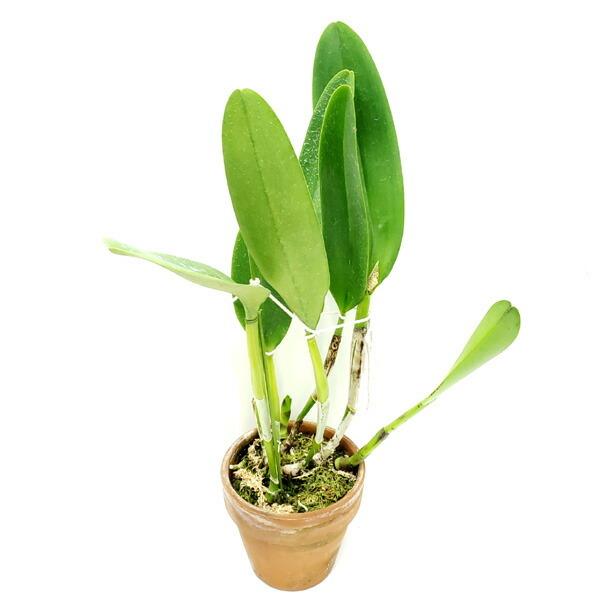 yԂȂz JgA XRx eULOf C.Moscombe eThe Kingf (OG DIV) z 5 50cm JԃTCY(BS)