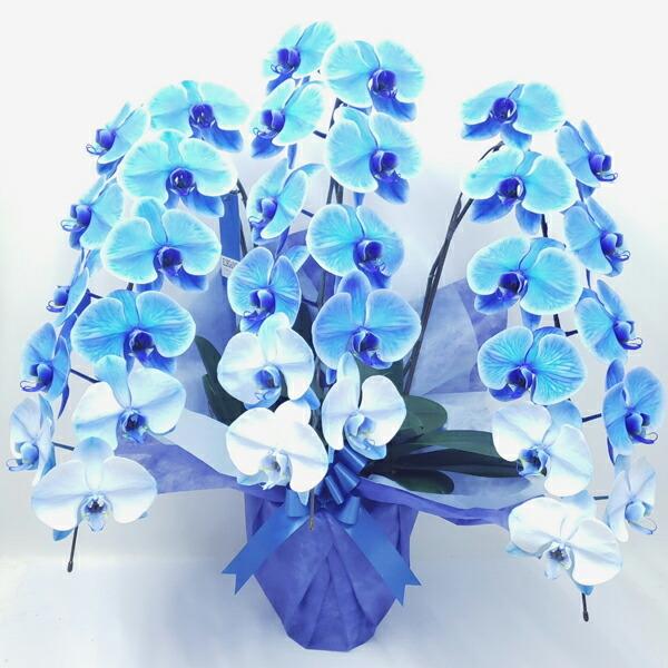 胡蝶蘭 青の人気商品 通販 価格比較 価格 Com