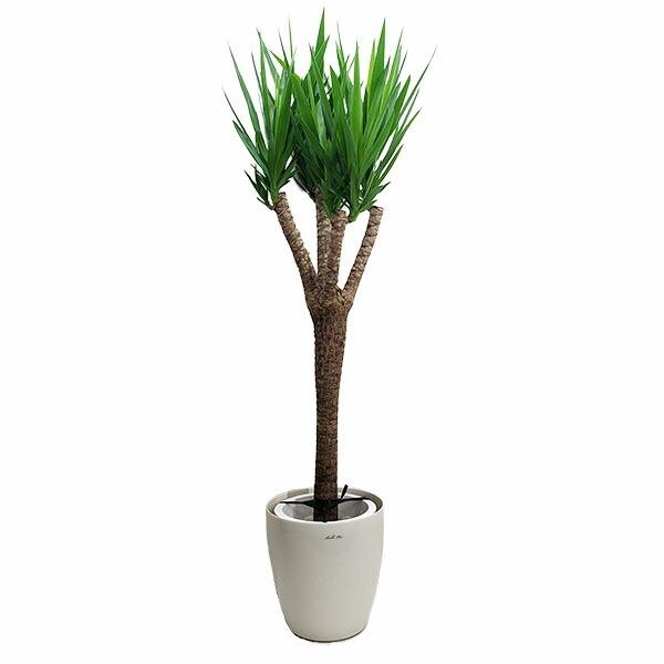 観葉植物 ユッカ 大型の人気商品・通販・価格比較 - 価格.com 観葉植物 ユッカ 大型の人気商品・通販・価格比較 - 価格.com