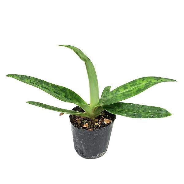 yԂȂz ptBIyfB Paph.sukhakulii x bougainvilleanum z 3 15cm JԃTCY(BS)