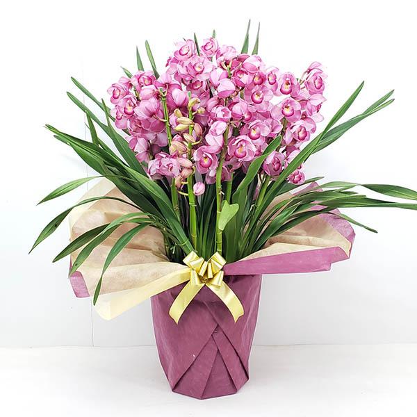 シンビジューム ピンク 直立 10本立ち 豪華バージョン 耐寒性 10号鉢