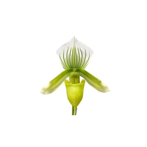 花なし株】 パフィオペディラム イーイングレーンコーラル Paph.Yi