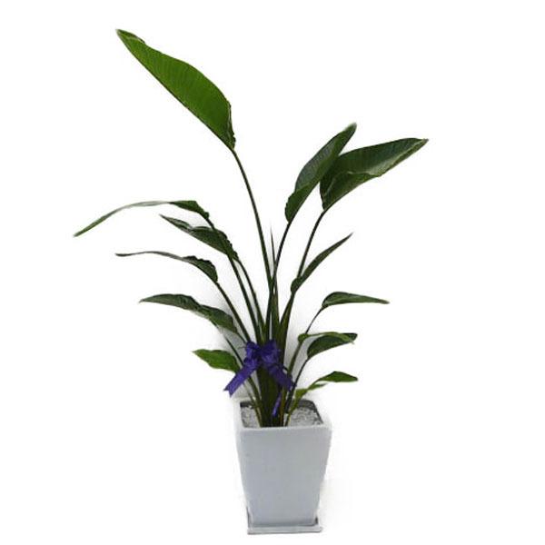 観葉植物 10号 オーガスタの人気商品・通販・価格比較 - 価格.com 観葉植物 10号 オーガスタの人気商品・通販・価格比較 - 価格.com