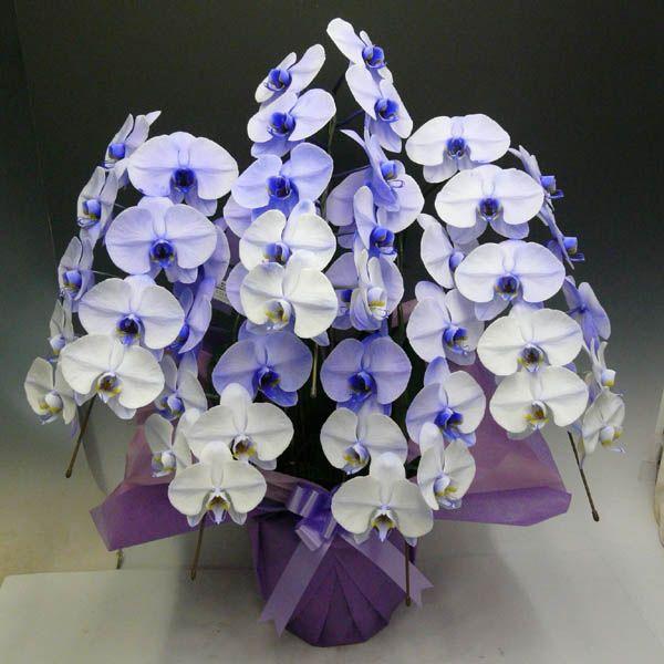 特殊技術染色の胡蝶蘭パープルエレガンス5本立ち