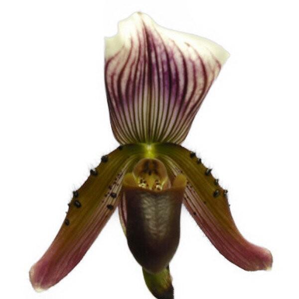 花なし株 パフィオペディラム カローサム Paph Callosum 原種 3号鉢 cm 開花サイズ Bs 484 スズキラン園 通販 Yahoo ショッピング