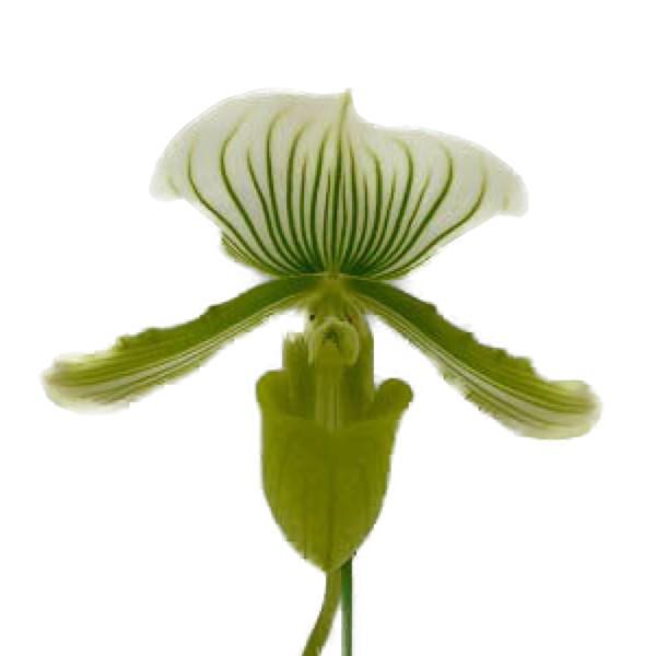 花なし株 パフィオペディラム モーディエ アルバタイプ Paph Maudiae Alba Type 交配種 3号鉢 cm 開花サイズ Bs Buyee Buyee Japanese Proxy Service Buy From Japan Bot Online