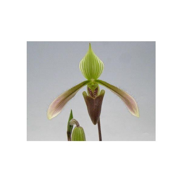 花なし株 パフィオペディラム ダイアナム Paph Dayanum 原種 3号鉢 cm 開花サイズ Bs Buyee Buyee Japanese Proxy Service Buy From Japan Bot Online