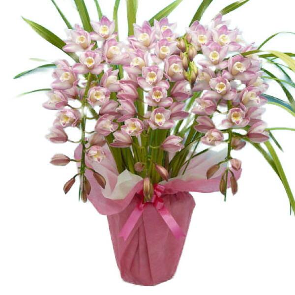 アーチ仕立て シンビジューム あんみつ姫 4本立ち 送料無料