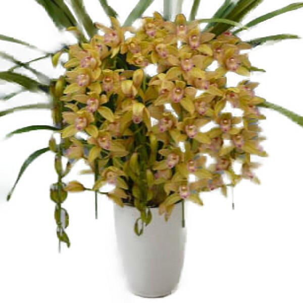 シンビジューム 生花の人気商品 通販 価格比較 価格 Com