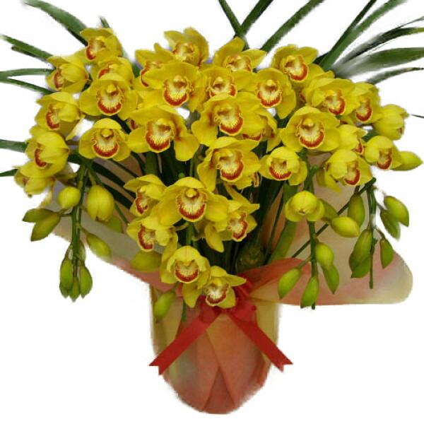 シンビジューム 月と太陽 アーチ5本立ち おすすめ ボリューム抜群です