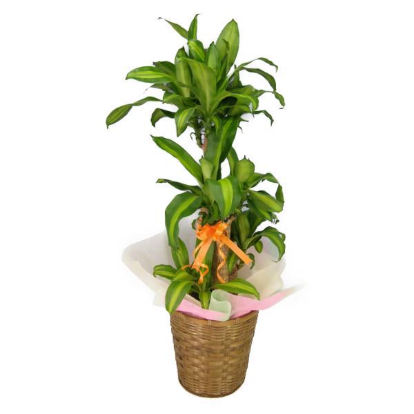 観葉植物 ドラセナ 幸福の木の人気商品・通販・価格比較 - 価格.com