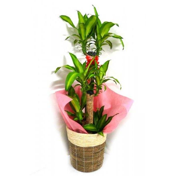 ϗtA K̖ hZi tOX }bTQAi 8 2F 󂯎Mt c[goXPbg 90`100cmx ^ ^ CeAO[