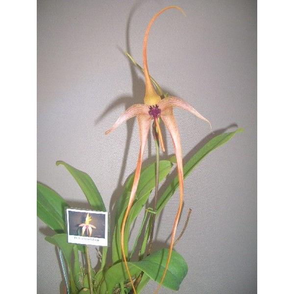 洋蘭苗 Bulb.echinolabium バルボフィラム属.エキノラビウム : 洋蘭花