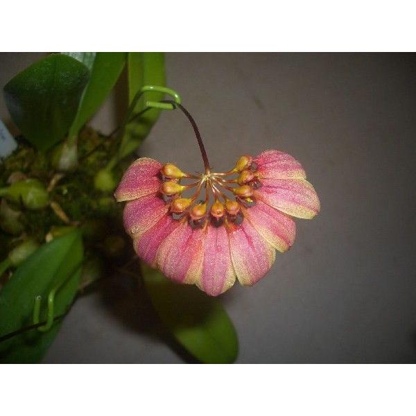 洋蘭苗 Bulb.lepidum X mastersianum バルボフィラム属.レピダム