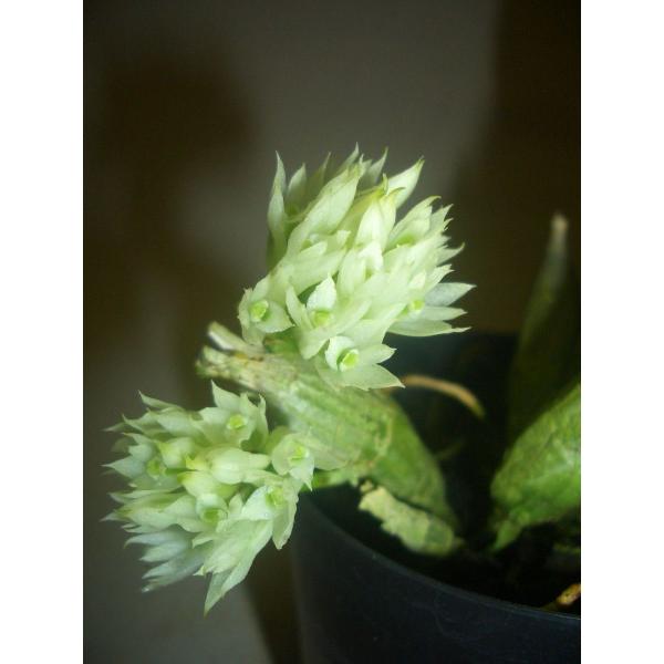 洋蘭苗 Den.capituliflorum デンドロビウム、カピツリフローラム : 洋