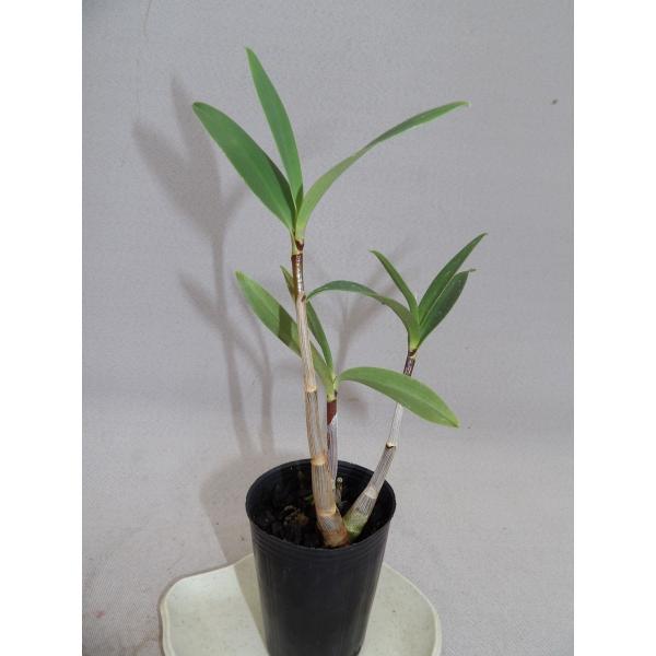 洋蘭苗 Den King Zip Red Splash デンドロビウム キング ジップ レッドスプラッシュ Buyee Buyee 日本の通販商品 オークションの代理入札 代理購入