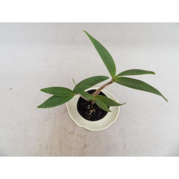 洋蘭苗 Den King Zip Red Splash デンドロビウム キング ジップ レッドスプラッシュ Buyee Buyee 日本の通販商品 オークションの代理入札 代理購入