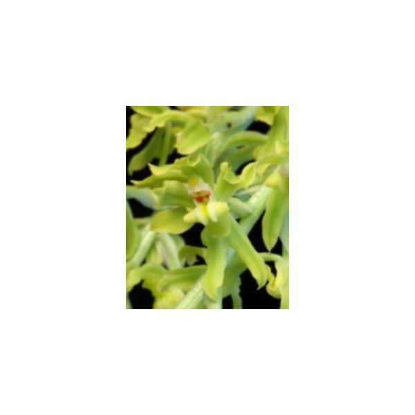 mc@Gom.verbooneniieGolden FallsfCBR/JOGA  SU o[u[lj S[f tH[X