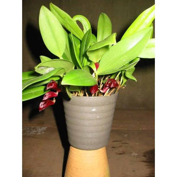 洋蘭苗 Zootrophion atropurpureum ズートロフィオン 属アトロパー