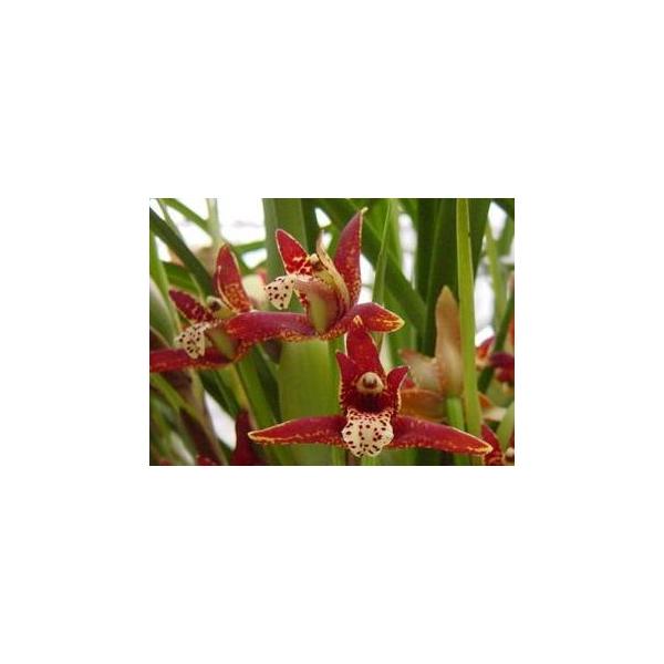 Max.tenuifoliaマキシラリア属．テヌイフォリア : 洋蘭花市場 - 通販