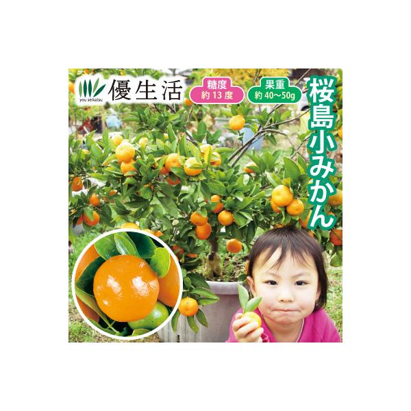 小粒で食べやすく、糖度が高いおいしいみかん。 一般的なみかんより豊産性で糖度が高く、家庭で育てやすい品種です。鉢植え栽培にも向いています。※自家結実●セット内容／1ポット●標準開花期／4月頃●収穫期／12〜1月〜●標準草丈／1〜3m(常緑中...