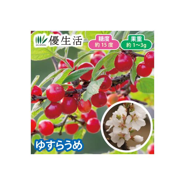 ルビーのような、美しい小さな果実です。 甘く果汁たっぷりで、まとめて頬ばりたくなるおいしさです。鳥も大好物なのでご注意を。※自家結実●セット内容／1ポット(品種：赤実種）●標準開花期／3〜4月●収穫期／6月頃●標準草丈／1〜3ｍ（落葉低木）...