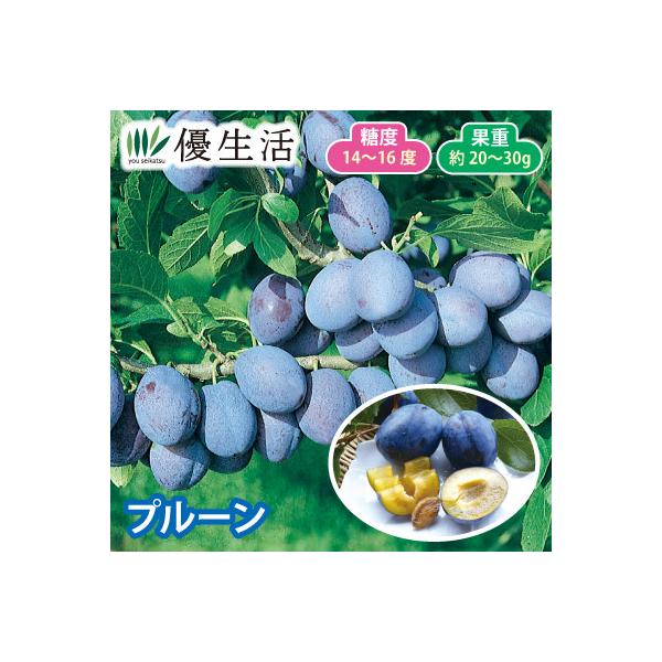 甘味が強く、酸味の少ない豊産品種。 耐寒性があり高温・乾燥に強い、初心者向けのホームフルーツです。※自家結実●セット内容／1ポット（品種：シュガープルーン）●標準開花期／３〜４月●収穫期／８〜１０月●標準草丈／2〜3ｍ（落葉中低木）●鉢植え...
