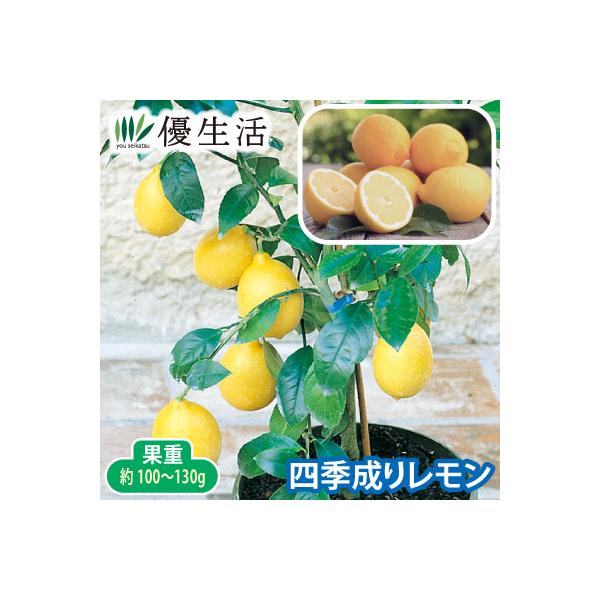 ピーク時の他、時期外れの果実も。 春の開花以外に、不定期咲きで受粉し時期外れの果実が期待できる多収量レモンです。育てやすい鉢植え向き品種です。※自家結実●セット内容／1ポット(品種：マイヤーレモン)●標準開花期／4月頃の他、不定期●収穫期／...