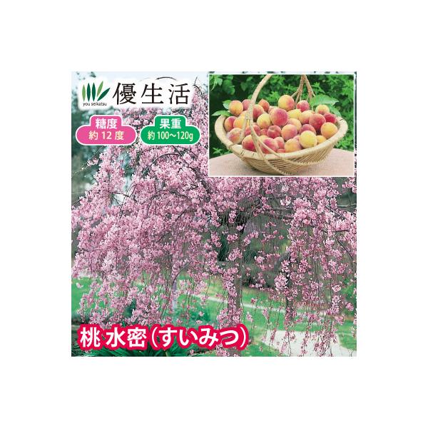 花も楽しめ実も味わえる、しだれ桃です! 枝垂れ性の優雅な姿と、小さいながらも甘い実が魅力の花木。生長が早く数年で本格的に花と実が楽しめます。※自家結実●セット内容／1ポット●標準開花期／３〜４月●収穫期／７月頃●標準草丈／１〜３ｍ(落葉中低...