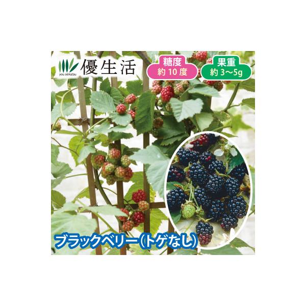 ベリー類の中でも一際おいしいと人気のブラックベリー。 ブラックベリーは性質も強健でトゲもほとんど無く、鉢植えでも楽しめるので初心者の方にもオススメです。※自家結実●セット内容／1ポット（品種：ソーンフリー）●標準開花期／５〜６月●収穫期／６...