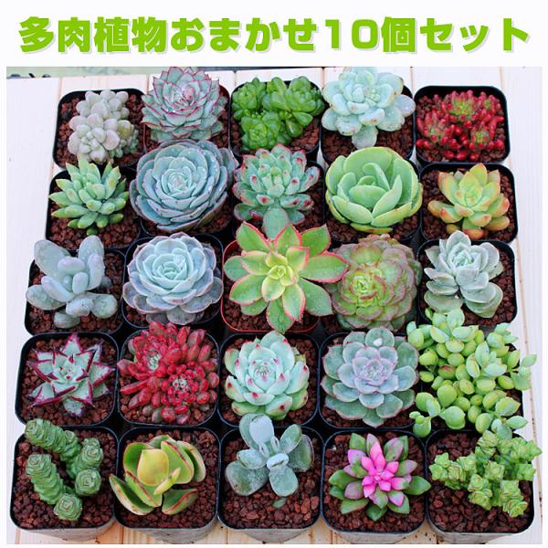 多肉植物 : スマイルガーデン - 通販 - Yahoo!ショッピング