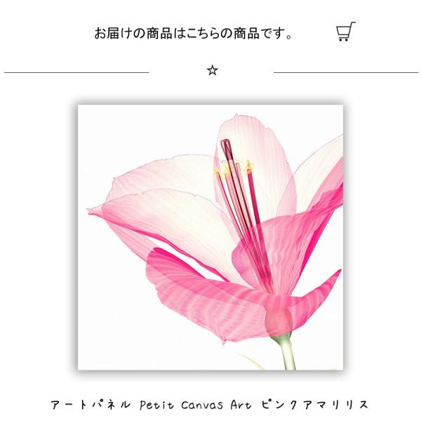 アートパネル Petit Canvas Art ピンクアマリリス 300 300mm 絵画 絵 壁掛け 壁飾り アートポスター インテリア おしゃ Sinw2686 レトロおしゃれ雑貨家具のプリズム 通販 Yahoo ショッピング