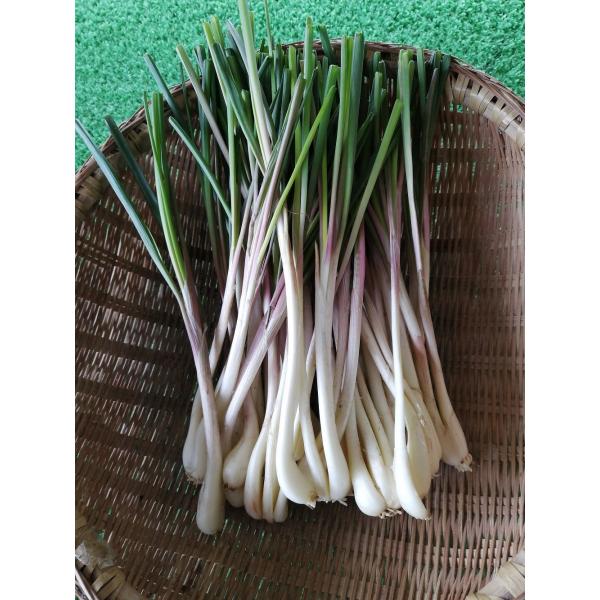 くにがみ村の島らっきょう 白 300g Buyee Buyee Japanese Proxy Service Buy From Japan Bot Online