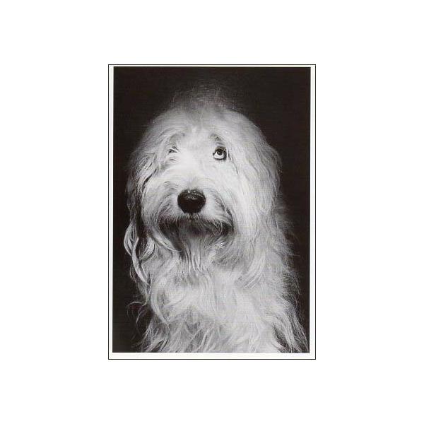 ポストカード 反省して謝る犬 モノクロ写真