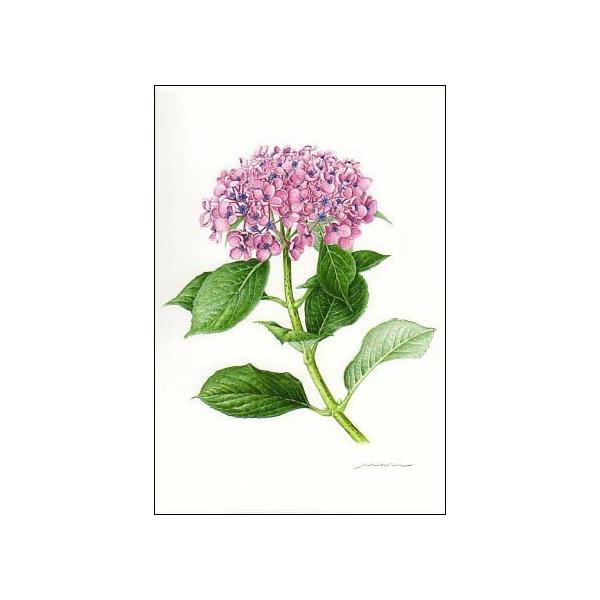 ポストカード アート 西本眞理子 オタフクアジサイ ユキノシタ科 花 メッセージカード 郵便はがき D528 ユージニアyh 通販 Yahoo ショッピング