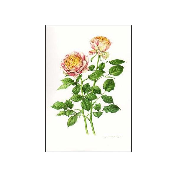 ポストカード アート 西本眞理子 薔薇 パーティ ラナンキュラ バラ科 花 メッセージカード 郵便はがき D529 ユージニアyh 通販 Yahoo ショッピング