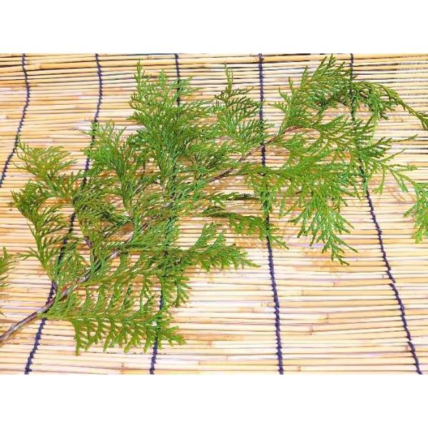 徳島県産 ひのきの葉〈小〉10枚 10cm〜20cm (ひば ヒバ 檜の葉 ヒノキの葉 あしらい 飾り葉 敷き葉) [常温]