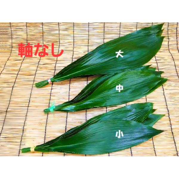 国産 バラン/ハラン軸カットなし 中 10枚 徳島県or愛知県産(葉