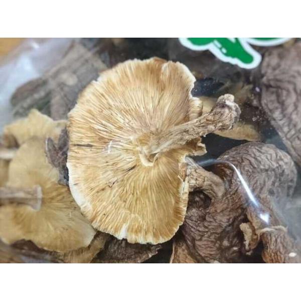 Yő r킫 i؍͔|j500i VC^Pj [퉷]