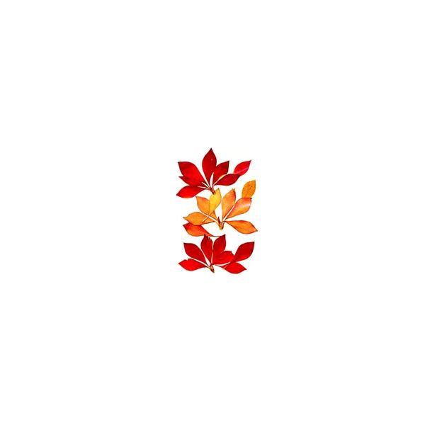 押し花パック フラワー サラサドウダン Buyee Buyee 日本の通販商品 オークションの代理入札 代理購入