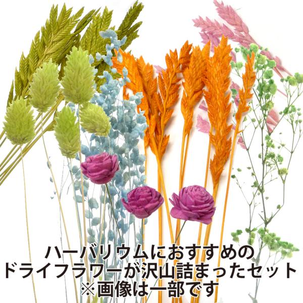 ハーバーリウム 植物標本 素材 一式セット
