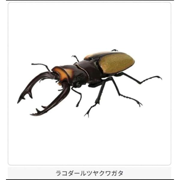 いきもの大図鑑 くわがた09 ラコダールツヤクワガタ 1種単品