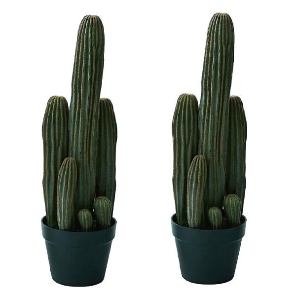 柱サボテン 花の人気商品 通販 価格比較 価格 Com