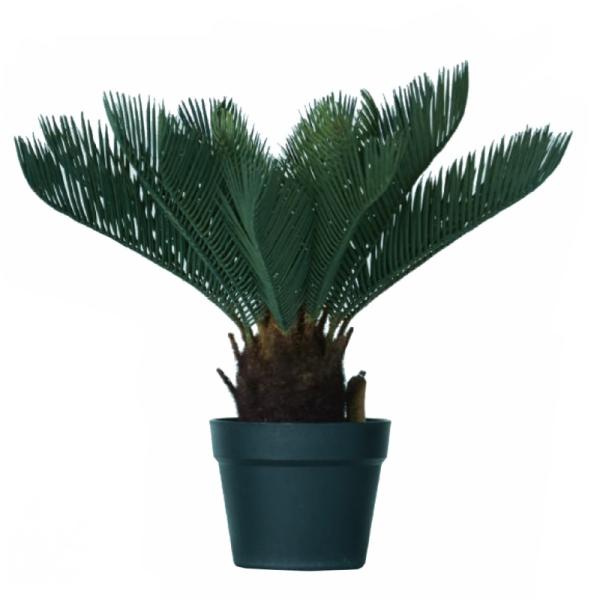 ソテツ 花の人気商品 通販 価格比較 価格 Com