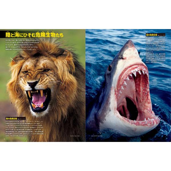 yumetamago_97107_4_d_20240213162009